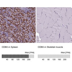 CD8 Antibody, Novus Biologicals:Antibodies:Primary Antibodies